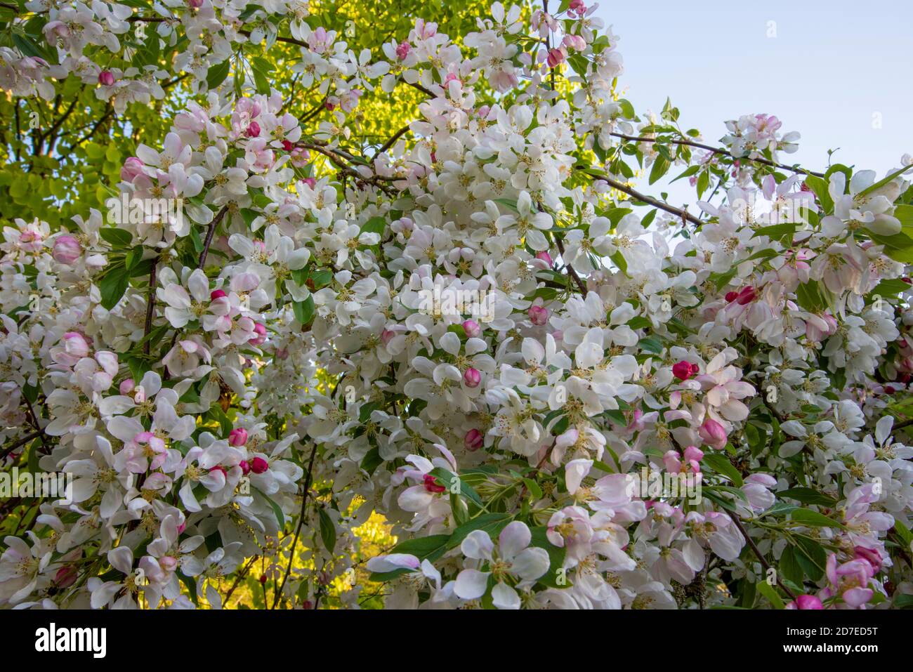 Weeping crab apple, Malus 'Sun Rival', in bloom. Branches covered with white blossom and pink buds. Tree foliage and blue sky in the background. Stock Photo