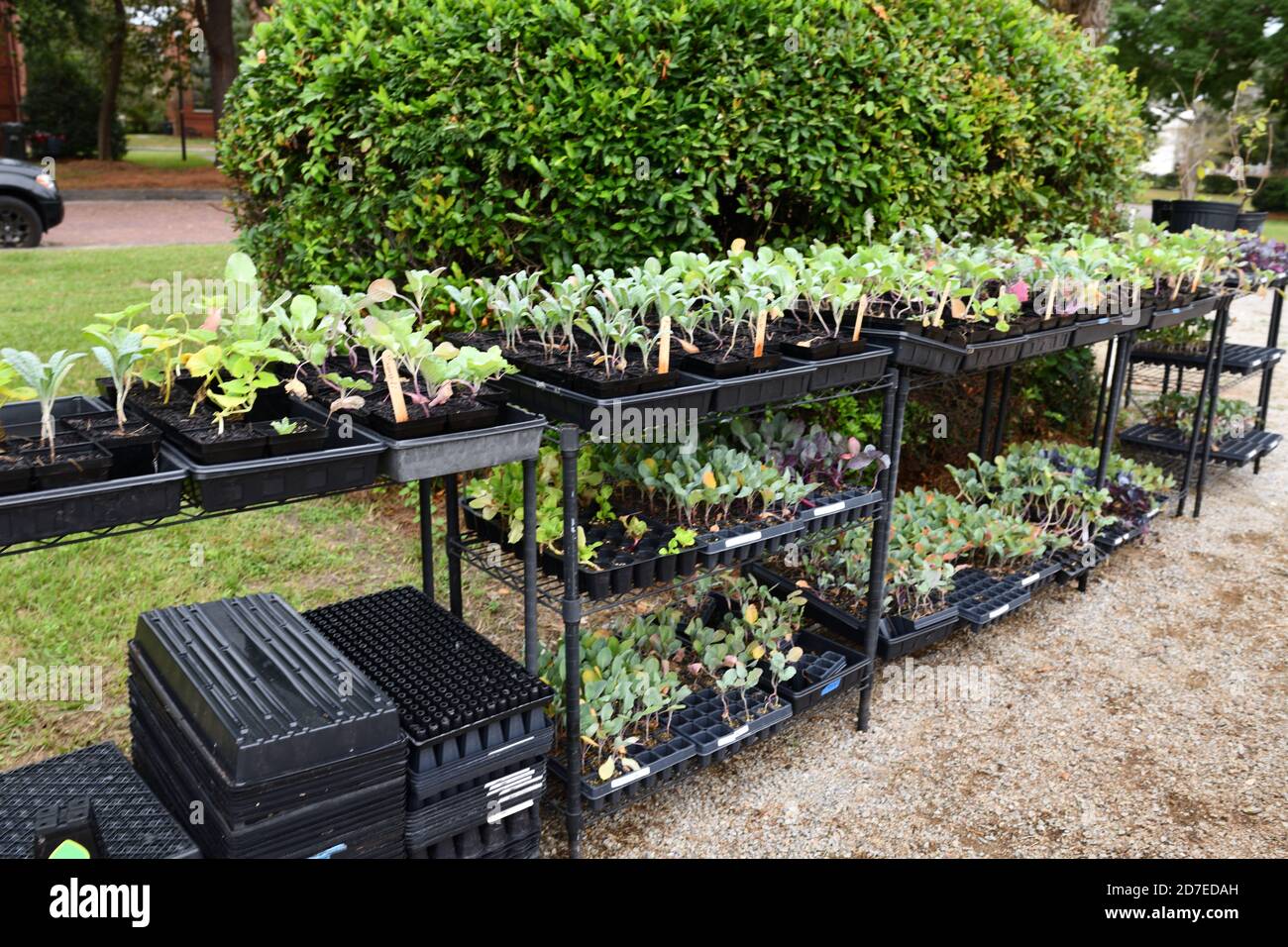 New Urban Garden on 19th Century English Village with Red Brick 2 Story Homes for Elderly Impoverished Residents Who Volunteer to Plant Vegetables. Stock Photo