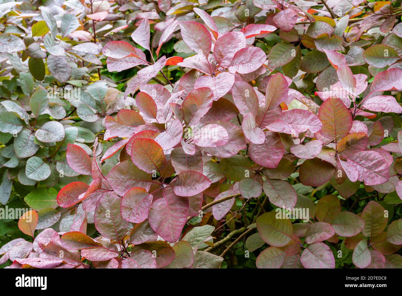 Close up foliage of dew covered Smoke Tree, Cotinus 'Grace'. Leaves turning from green to bronze in the Autumn. Stock Photo