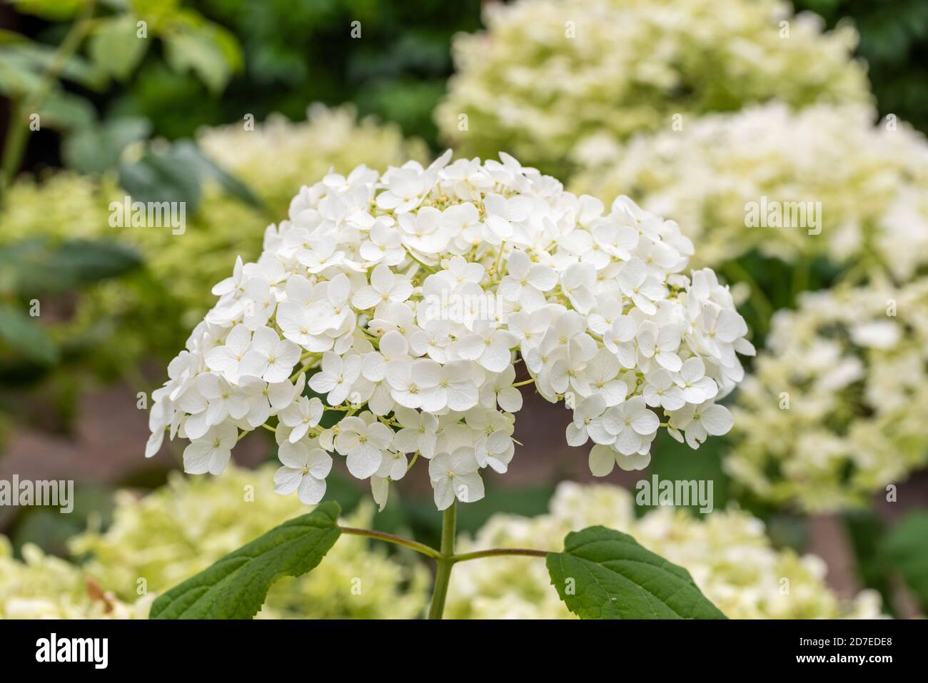 Close up of single bloom of pure white mophead Hydrangea 'Annabelle'. Leaves and Hydrangea blossom blurred in the background. Stock Photo