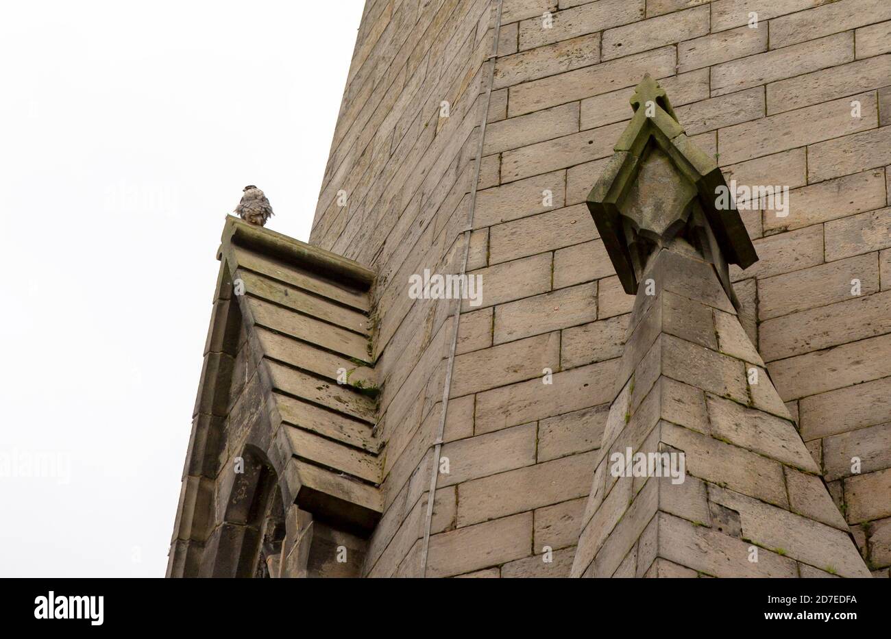 A Peregrine Falcon on St Marys church tower in Ambleside, Lake District