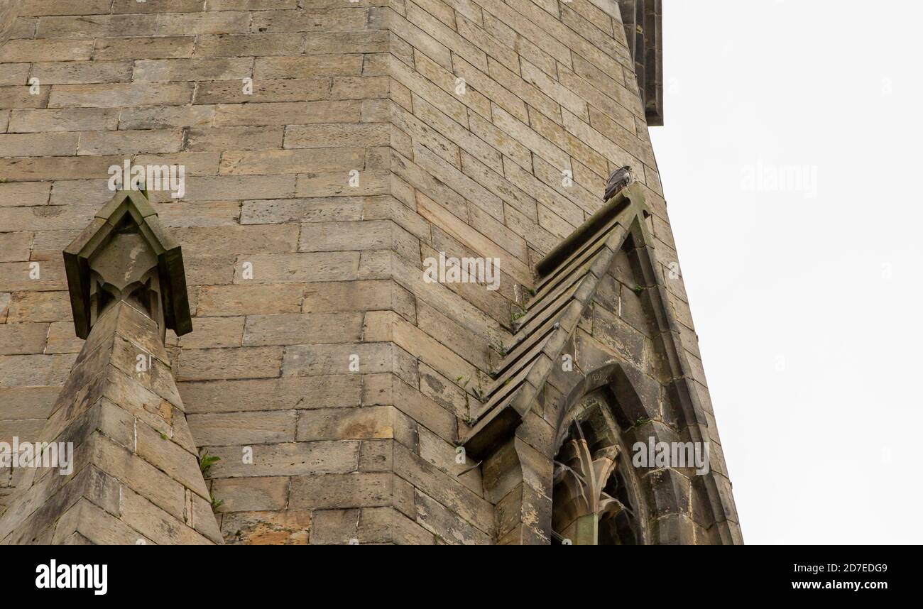 A Peregrine Falcon on St Marys church tower in Ambleside, Lake District