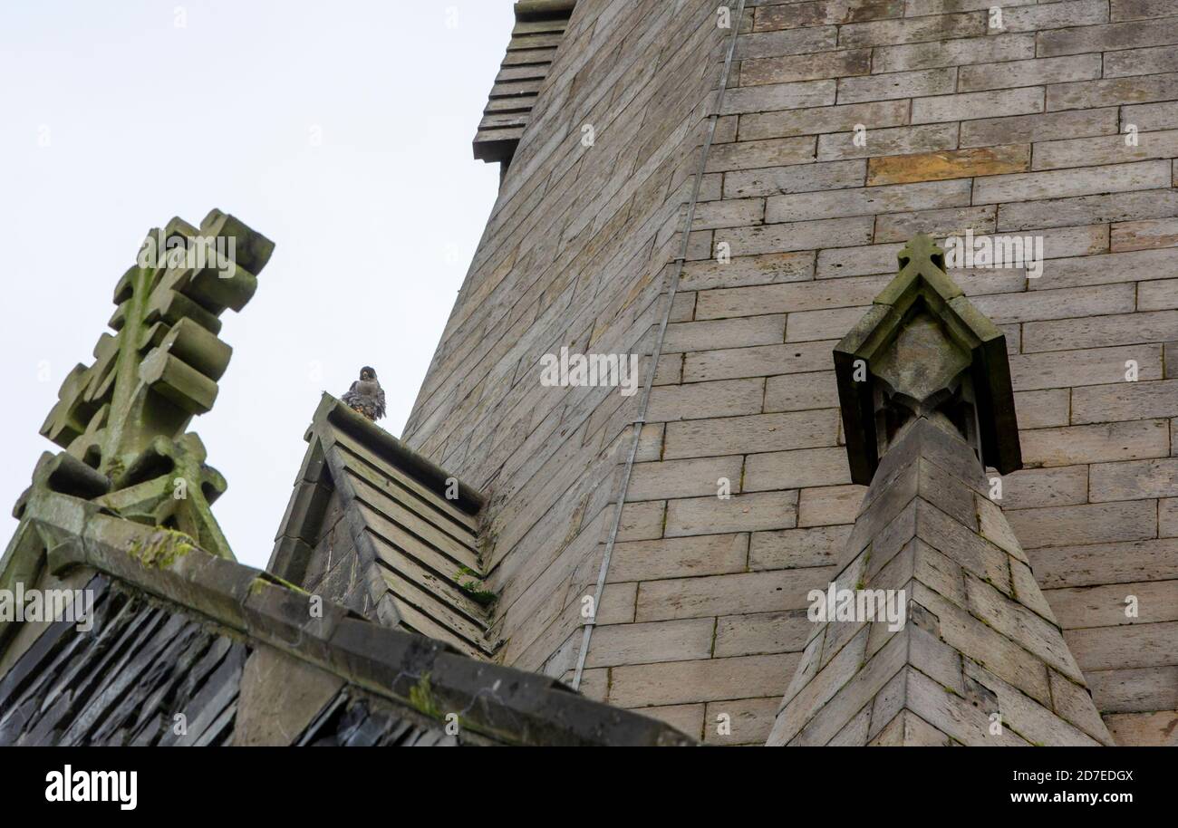 A Peregrine Falcon on St Marys church tower in Ambleside, Lake District