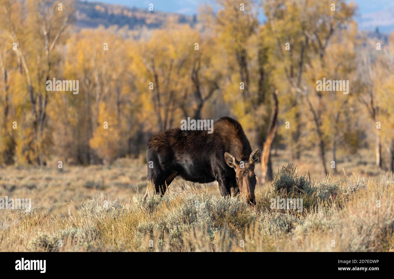 Cow Shiras Moose in Autumn in Wyoming Stock Photo