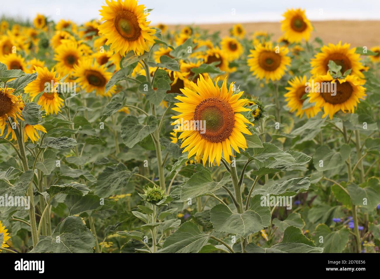 Beautiful yellow sunflower field Stock Photo - Alamy