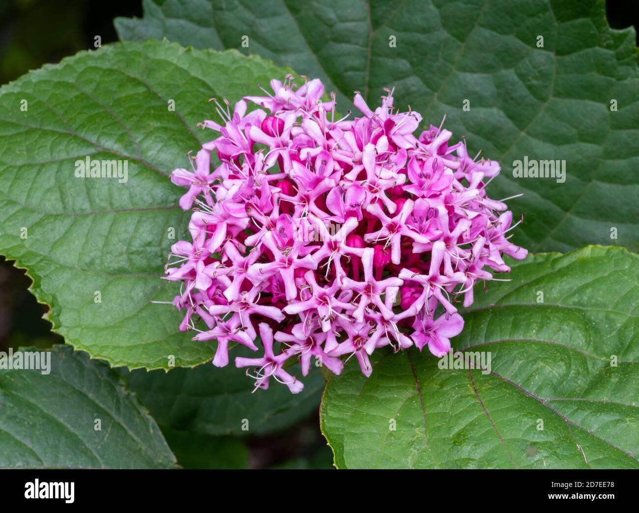 Close up of pink flowers of Glory Flower, Clerodendrum bungei, against large thick green leaves. Stock Photo