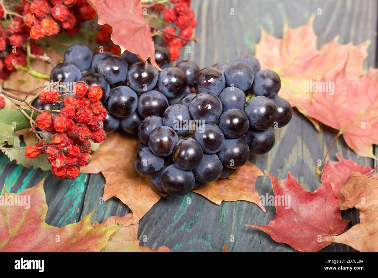 Bunches of dark blue grapes. Nearby are autumn maple leaves and a branch of mountain ash with red berries. Against the background of pine boards, it i Stock Photo
