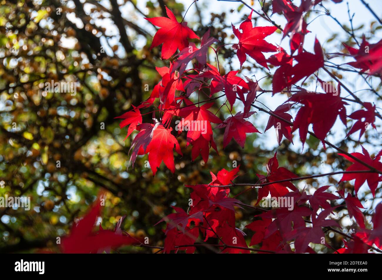 Around the UK - Autumn Colours at Bodenham Arboretum, Worcestershire Stock Photo