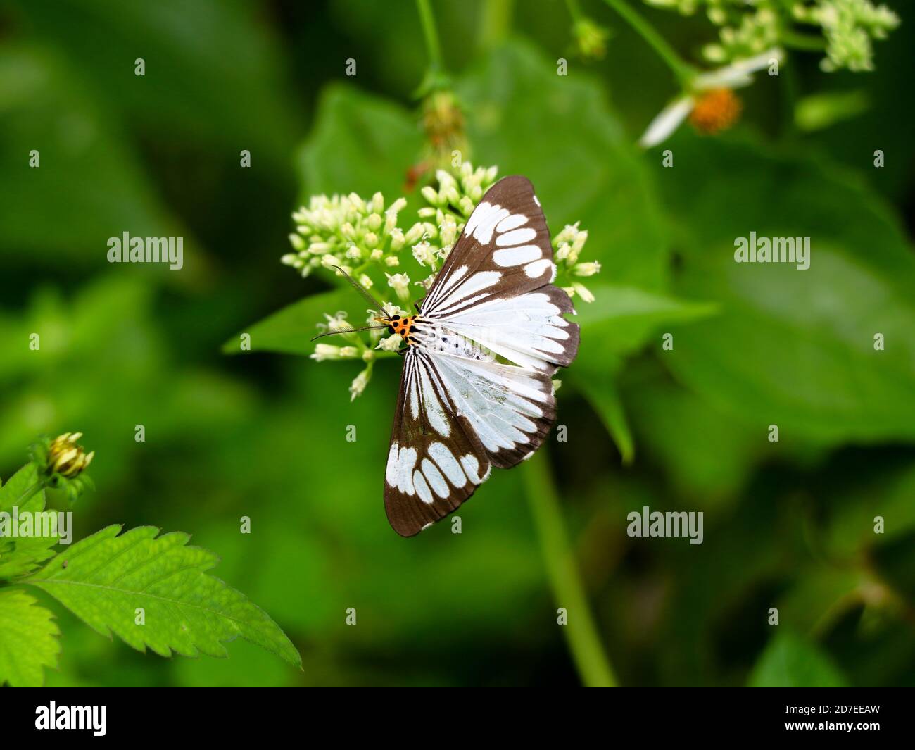 Black and white color butterfly on mikania scandens or climbing hempweed flowers , selective focus Stock Photo