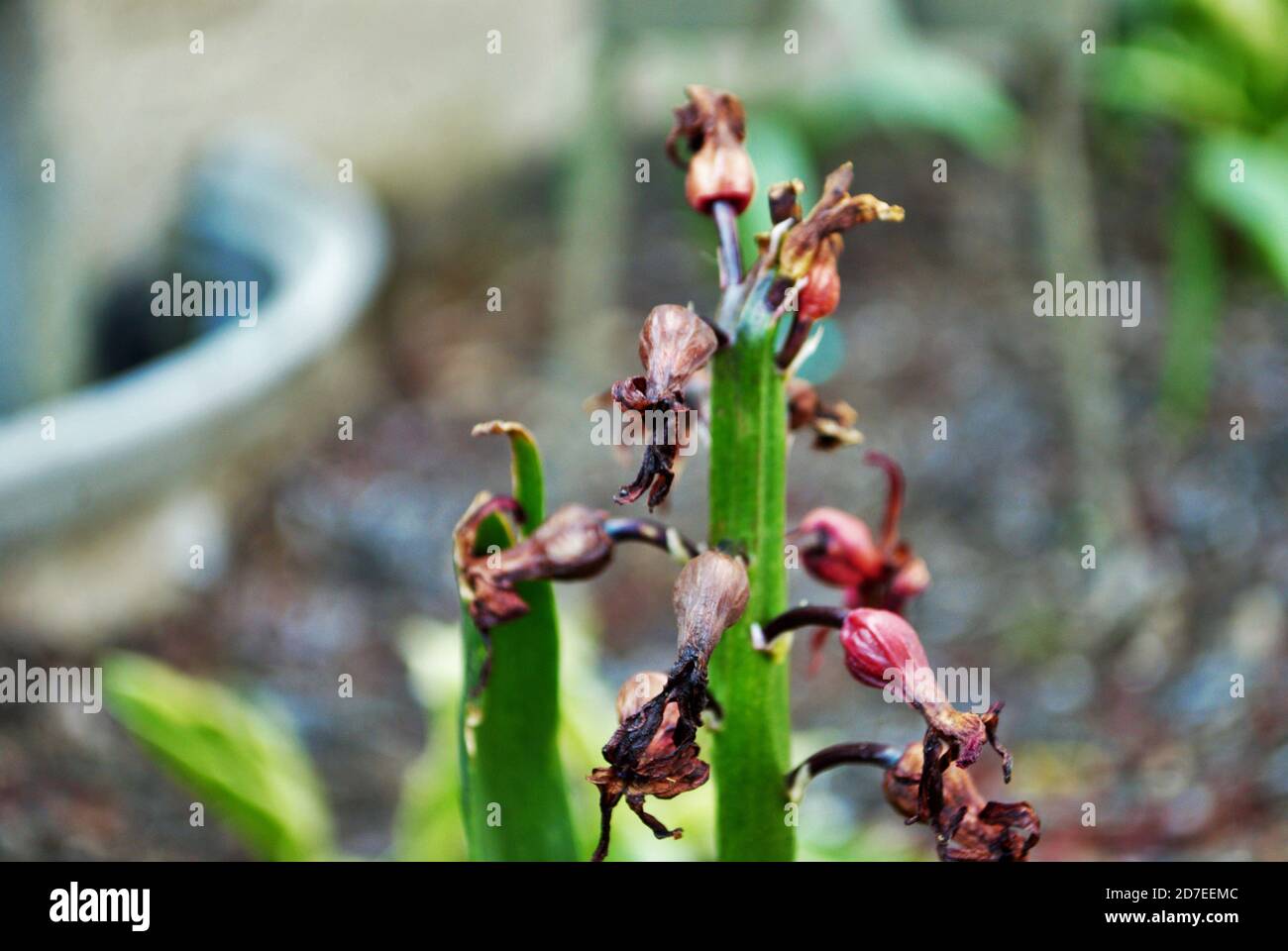 Hyacinth flower dying and rotting in the fall Stock Photo