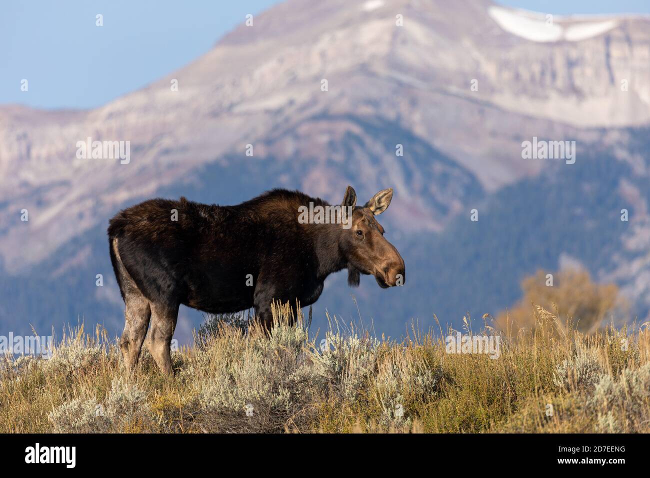 Cow Shiras Moose in Autumn in Wyoming Stock Photo
