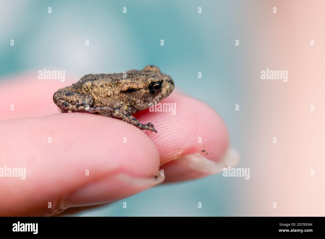 A person holding a small juvenile common toad in their hands Stock Photo