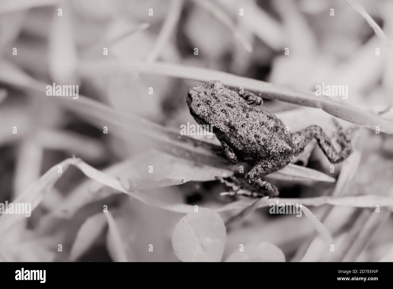 A small juvenile common toad in grass Stock Photo