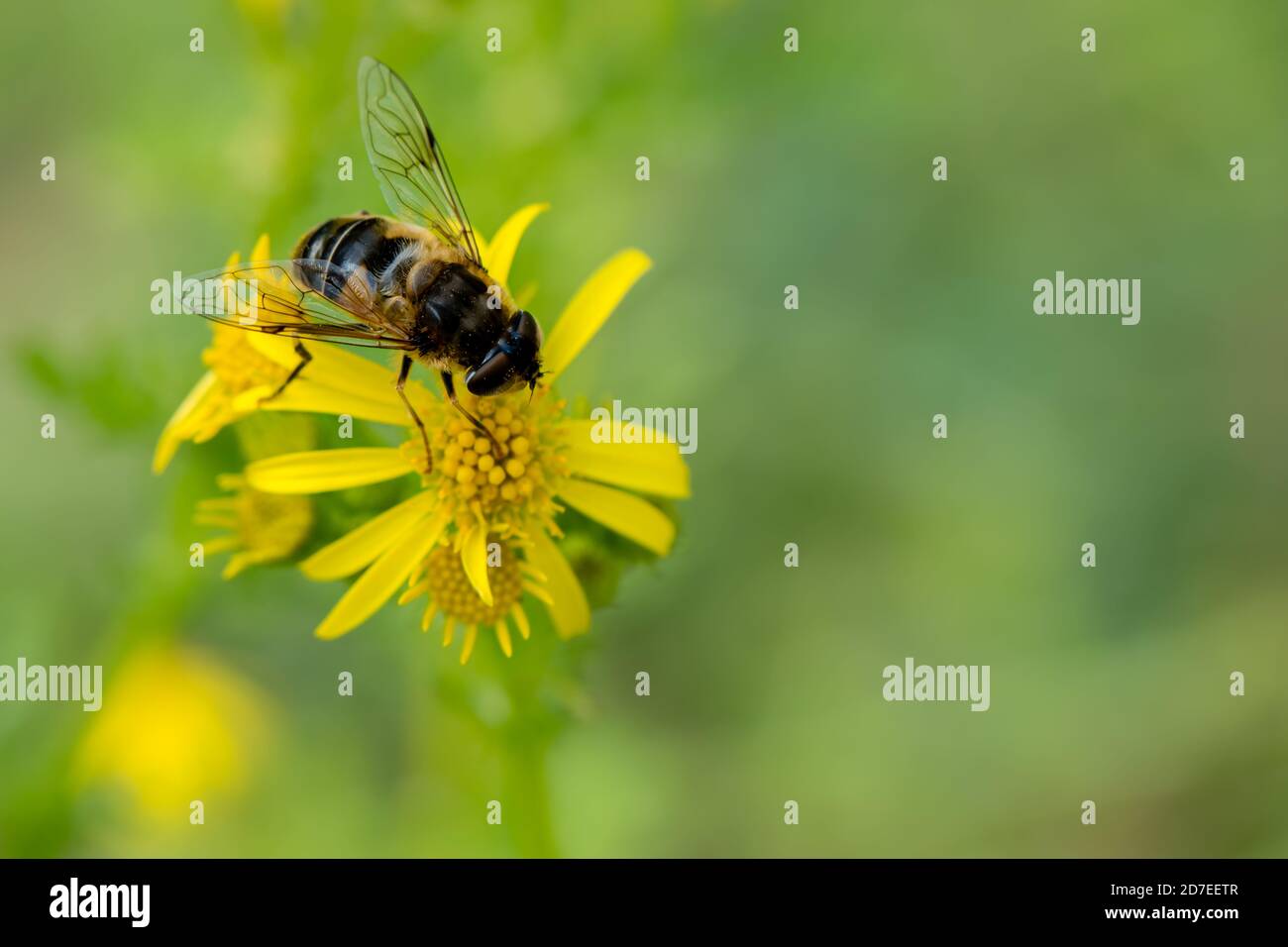 A honeybee with pollen on common ragwort yellow flower with white space Stock Photo