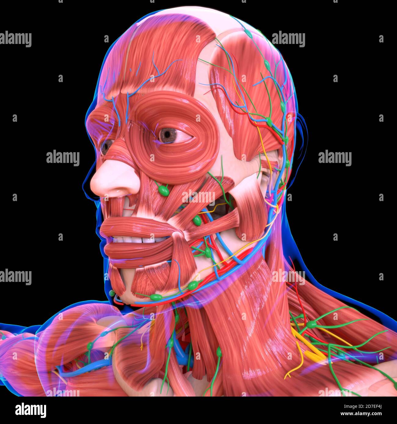 Muscular system of the chest hi-res stock photography and images - Page 3 -  Alamy