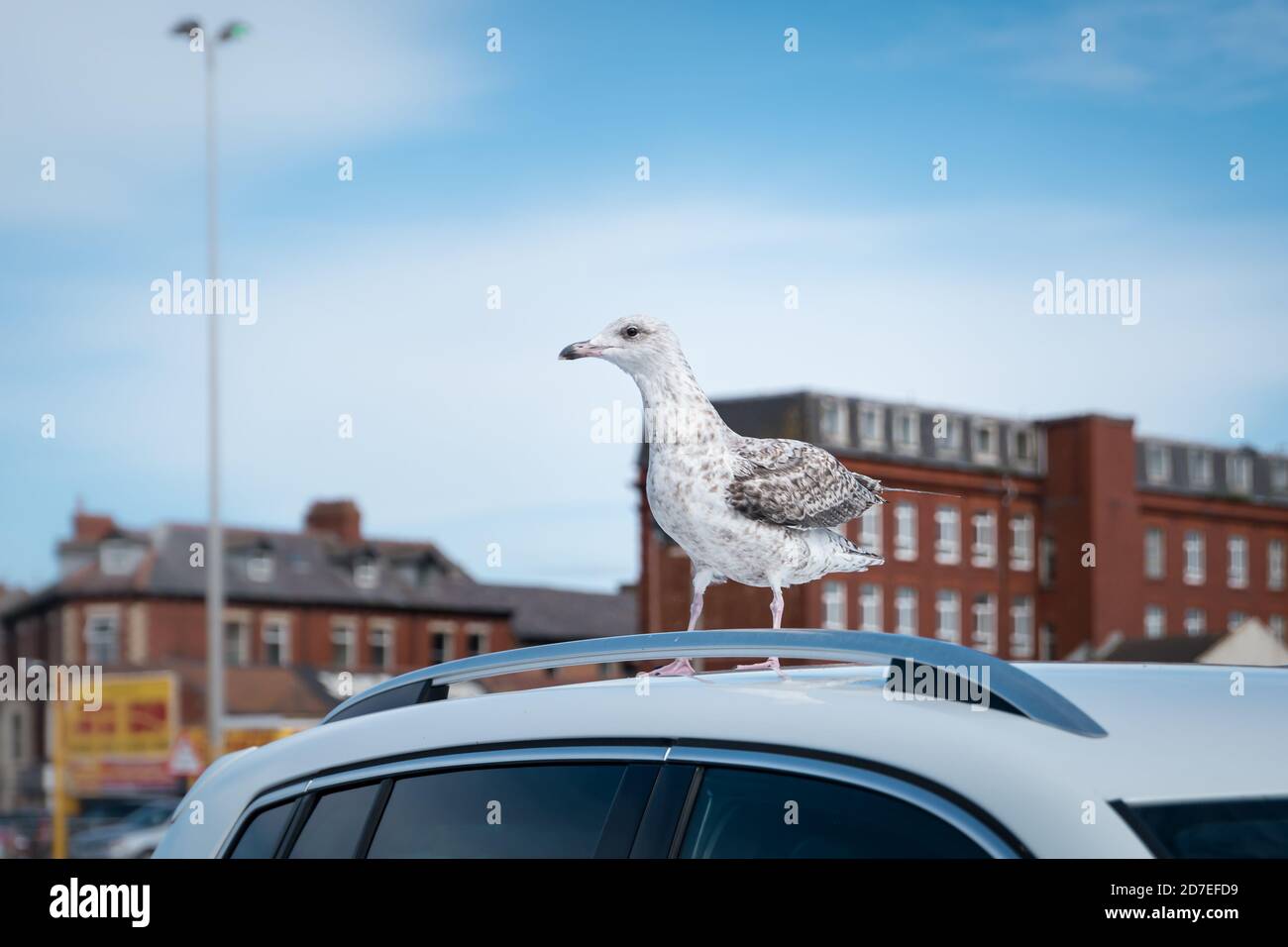 A pest juvenile seagull on top of a car roof Stock Photo