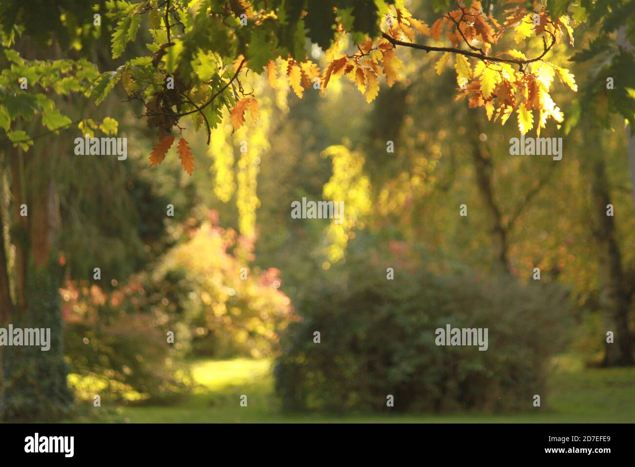 Autumn scene, beautiful light. Sun shining through leaves. Stock Photo