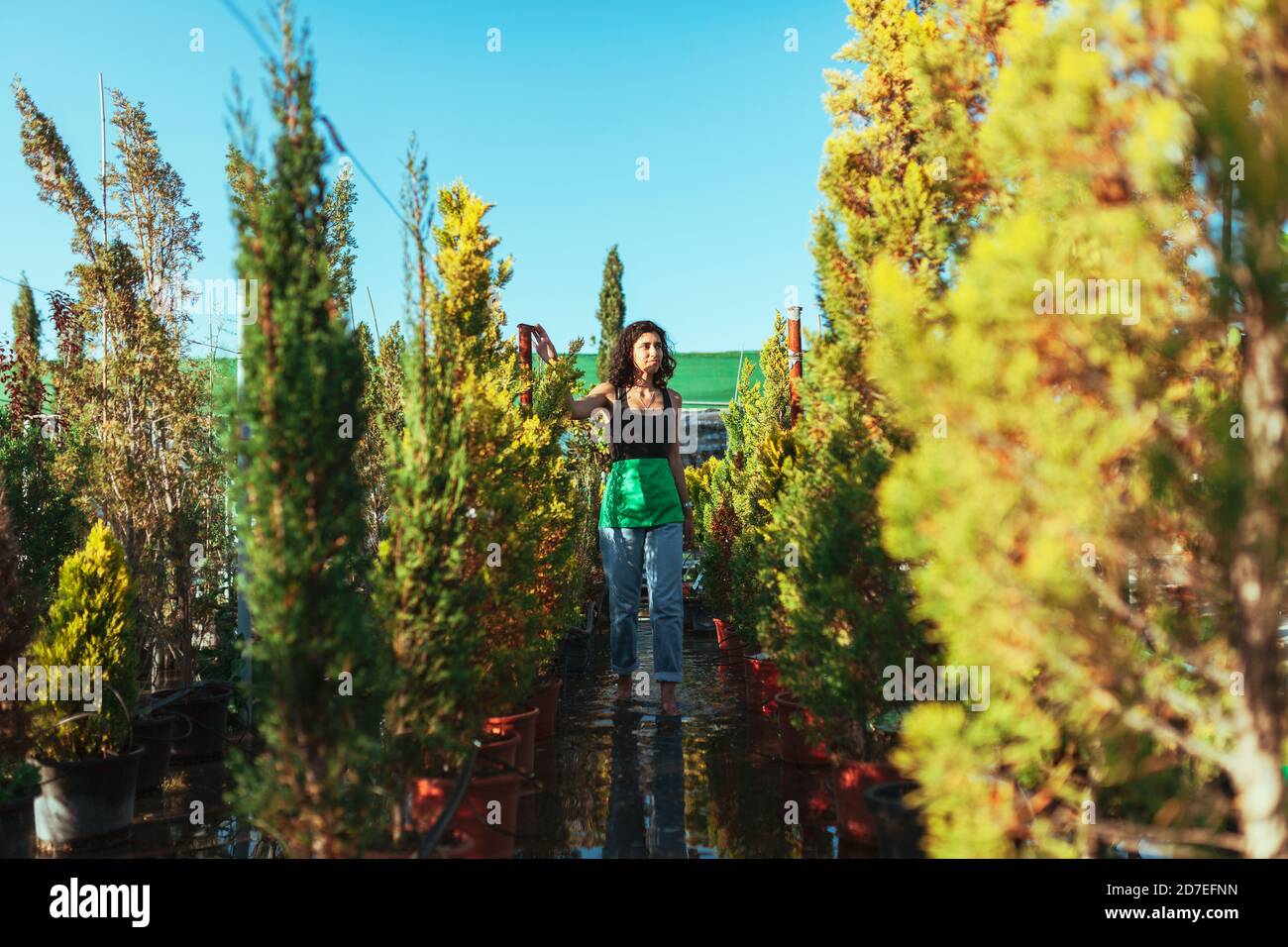 Woman gardener checking out the cypress trees in the plant nursery Stock Photo