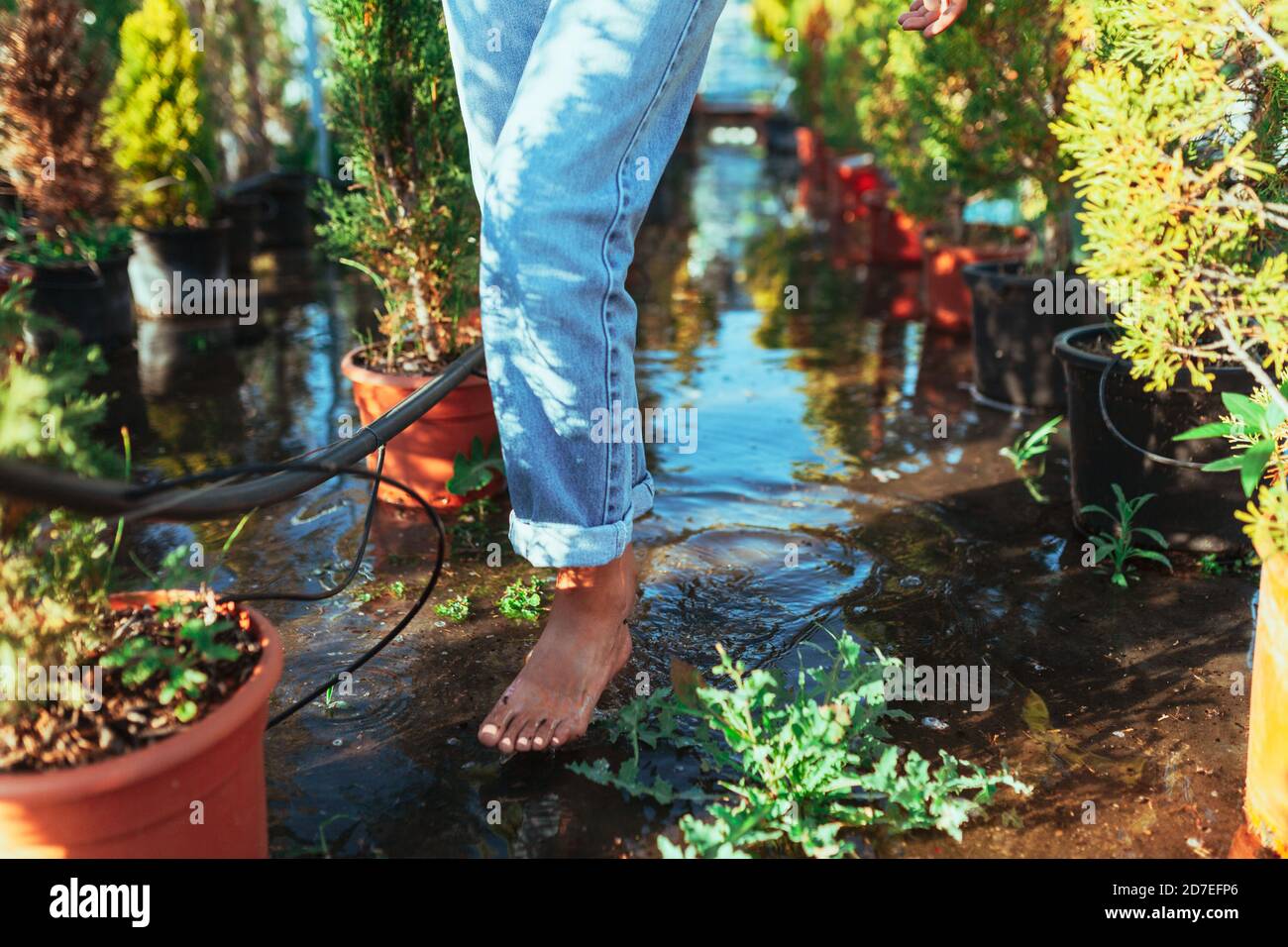 Woman gardener checking out the cypress trees in the plant nursery Stock Photo