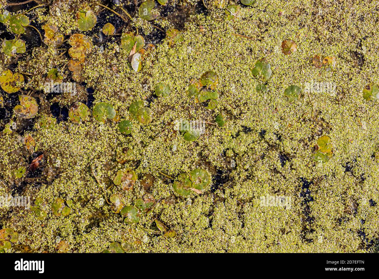 Planktonic algae hires stock photography and images Alamy