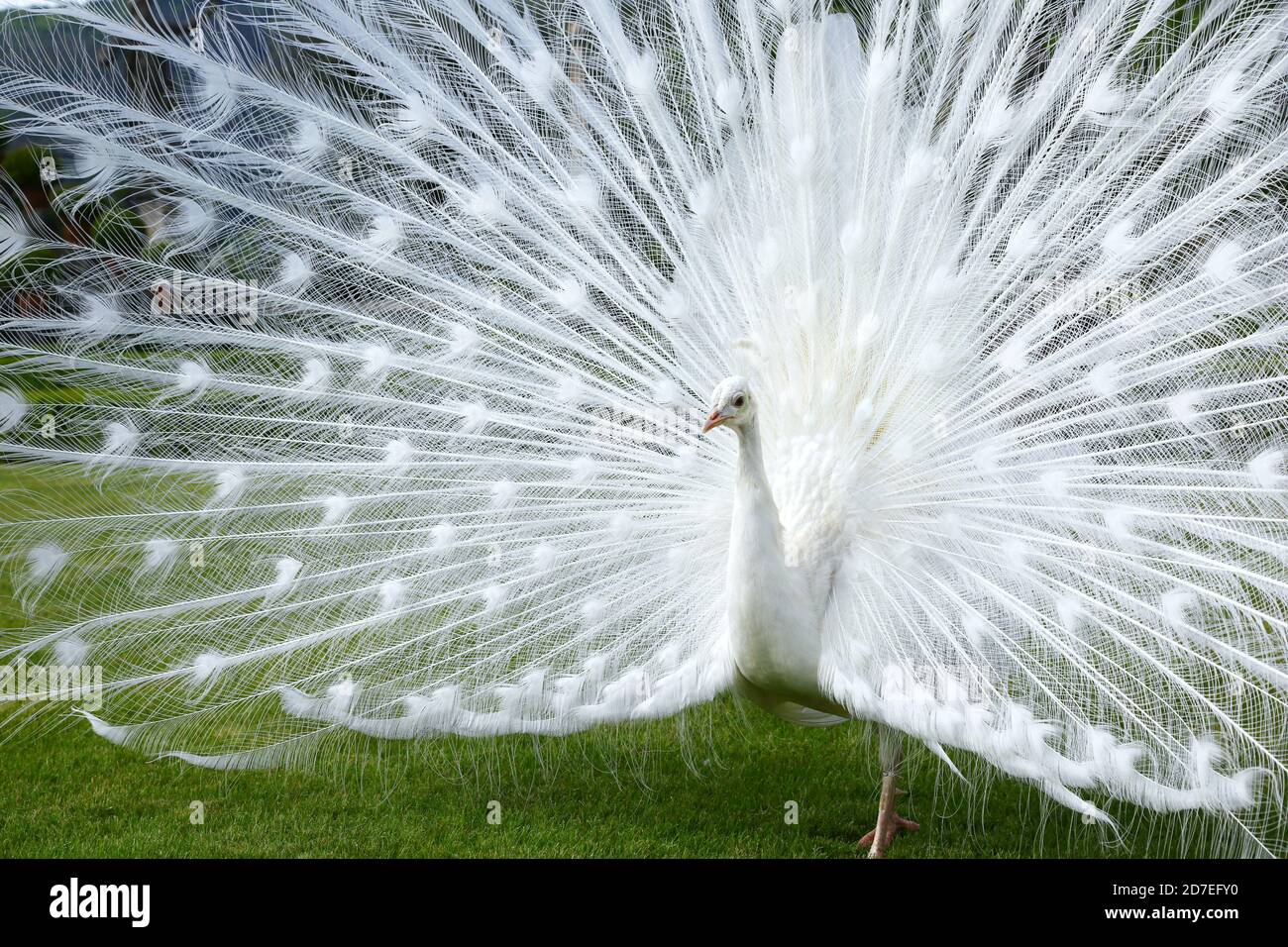 Wonderful display of white peacock Stock Photo