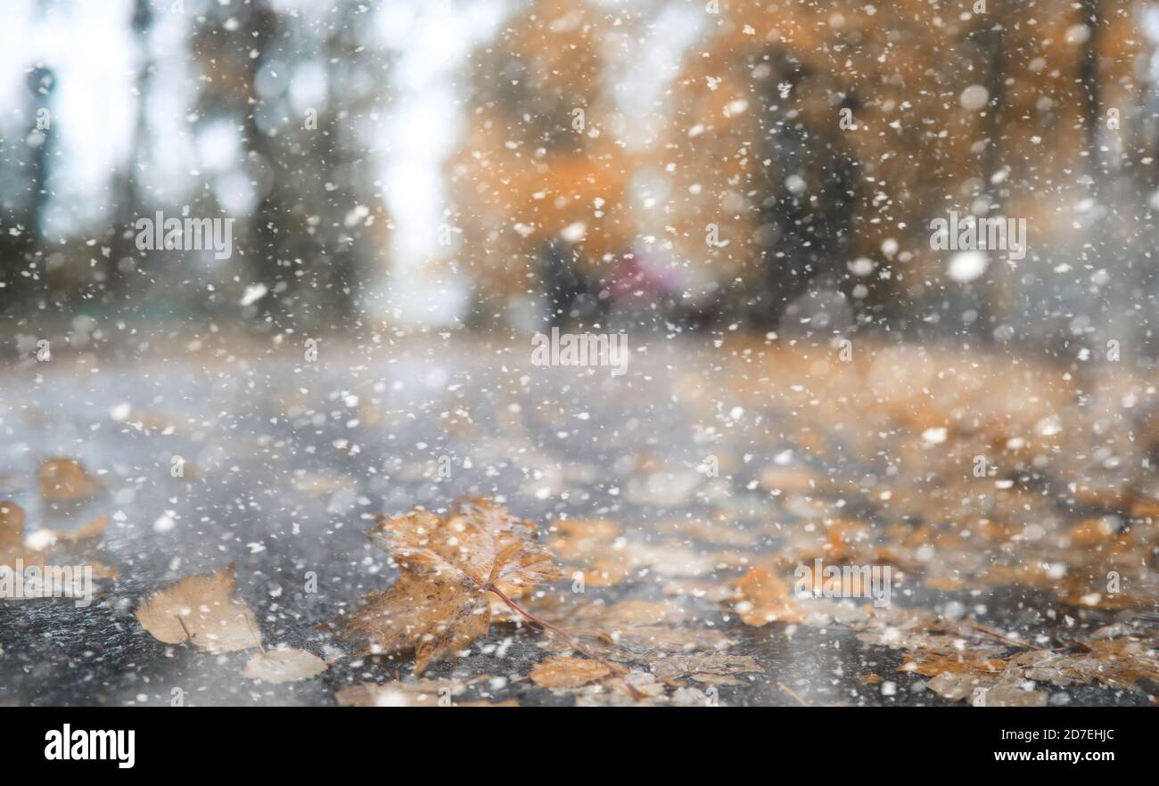 Autumn park in the days of the first snow Stock Photo - Alamy