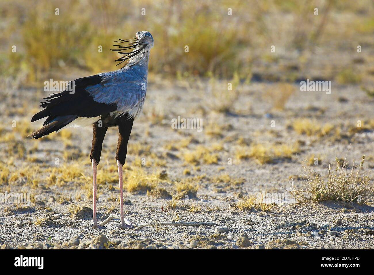 Unkempt secretarybird in Etosha National Park, Namibia Stock Photo