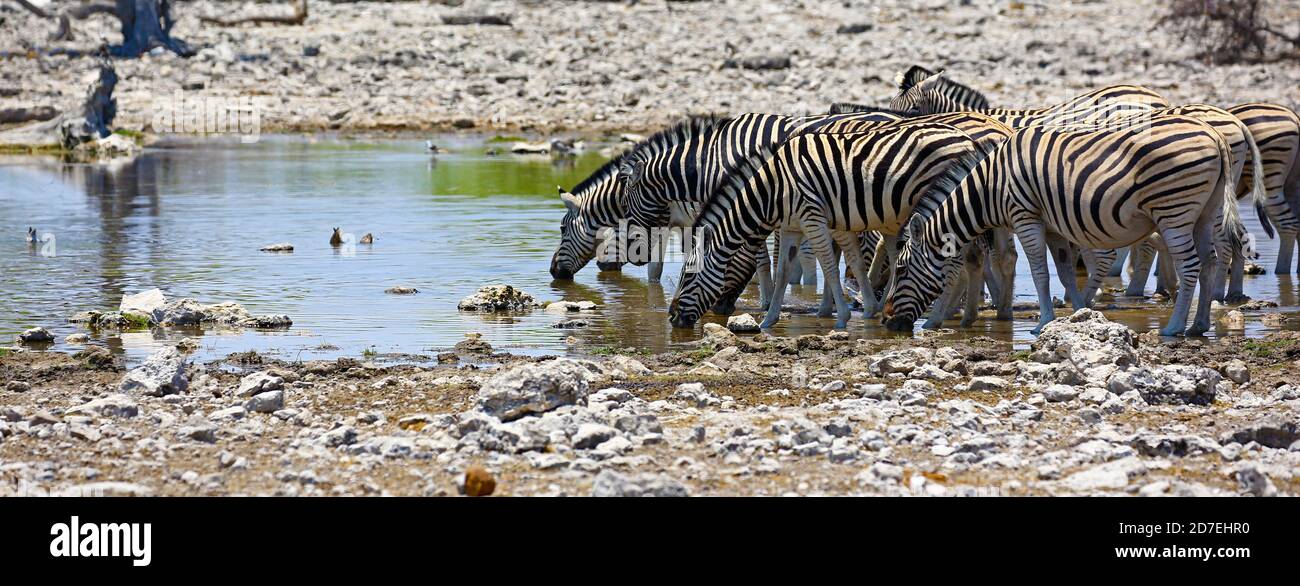 Zebras at a waterhole in Etosha National Park Stock Photo