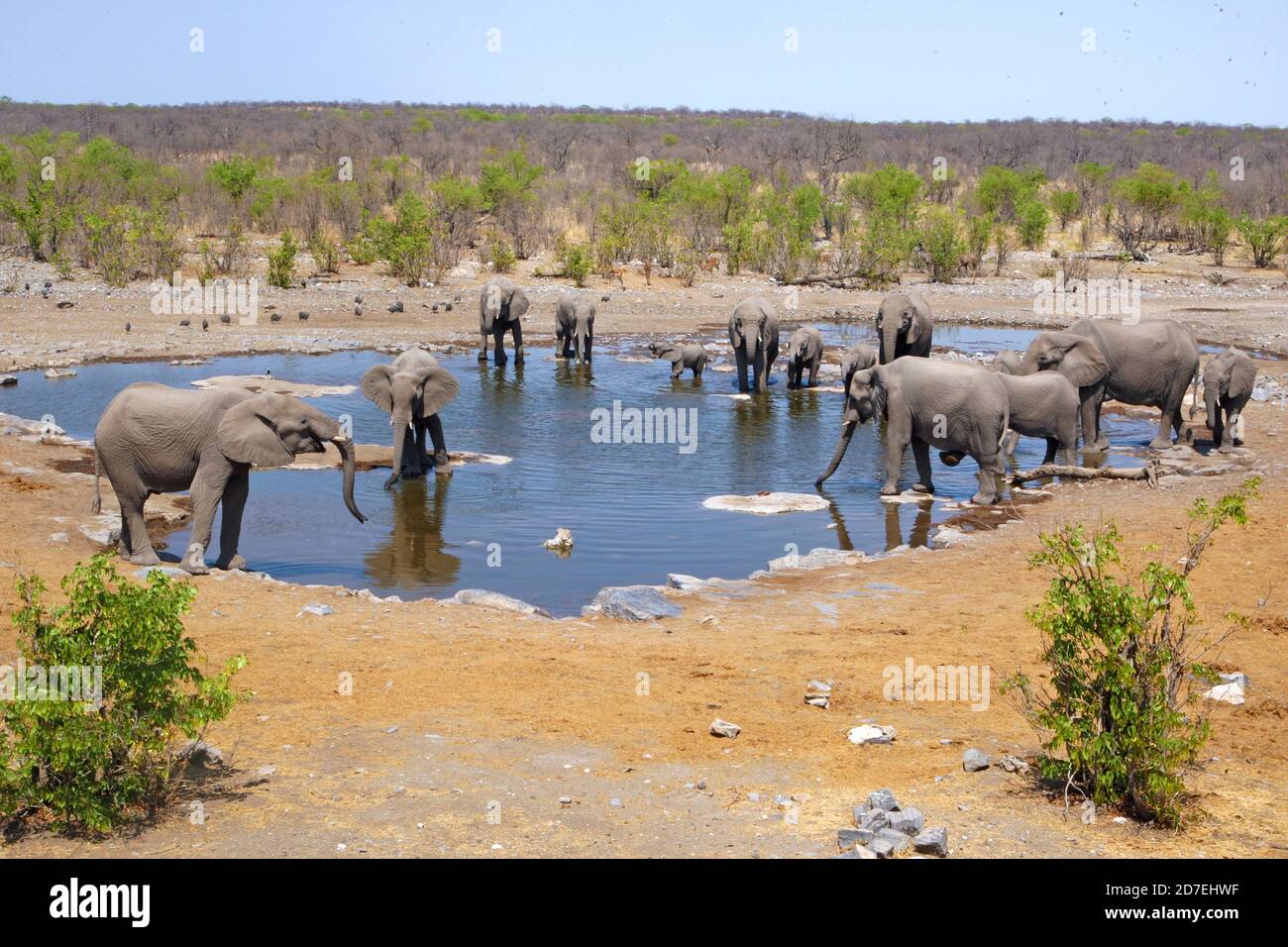 Herd of elephants at a waterhole in Etosha Stock Photo