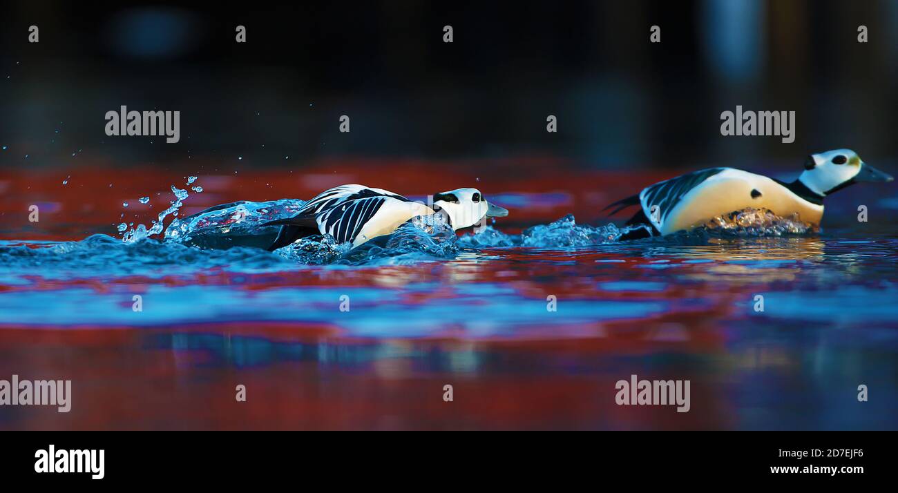Steller's eider male chasing a rival Stock Photo