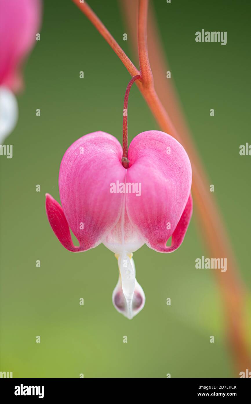 Bleeding Hearts: Lamprocapnos spectabilis (Dicentra). Garden cultivar Stock Photo
