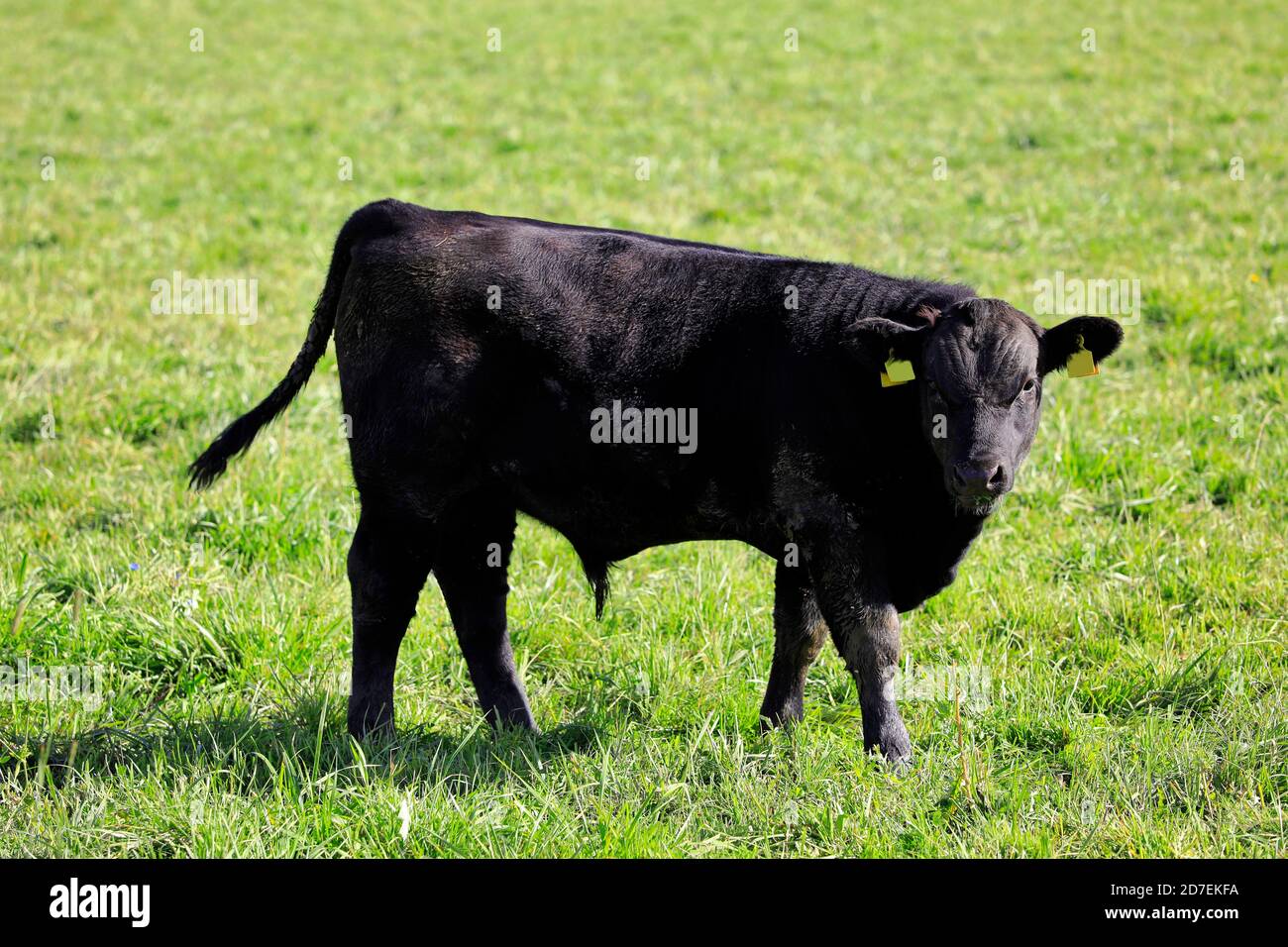 Young pedigree Aberdeen angus bull grazing in green field in the summer. Stock Photo