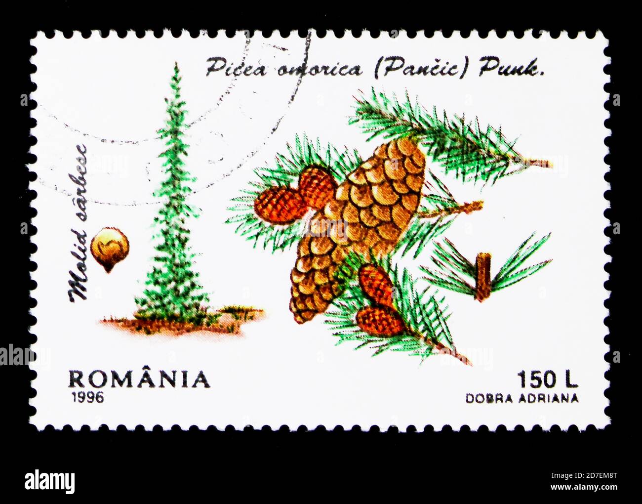 MOSCOW, RUSSIA - MARCH 29, 2018: A stamp printed in Romania shows Serbian Spruce (Picea omorika), Conifers serie, circa 1996 Stock Photo