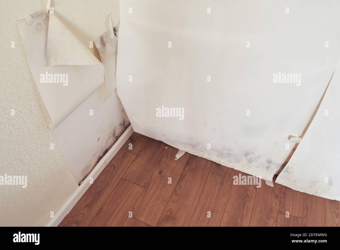 Mold on the wallpaper in the corner of the new room Stock Photo - Alamy