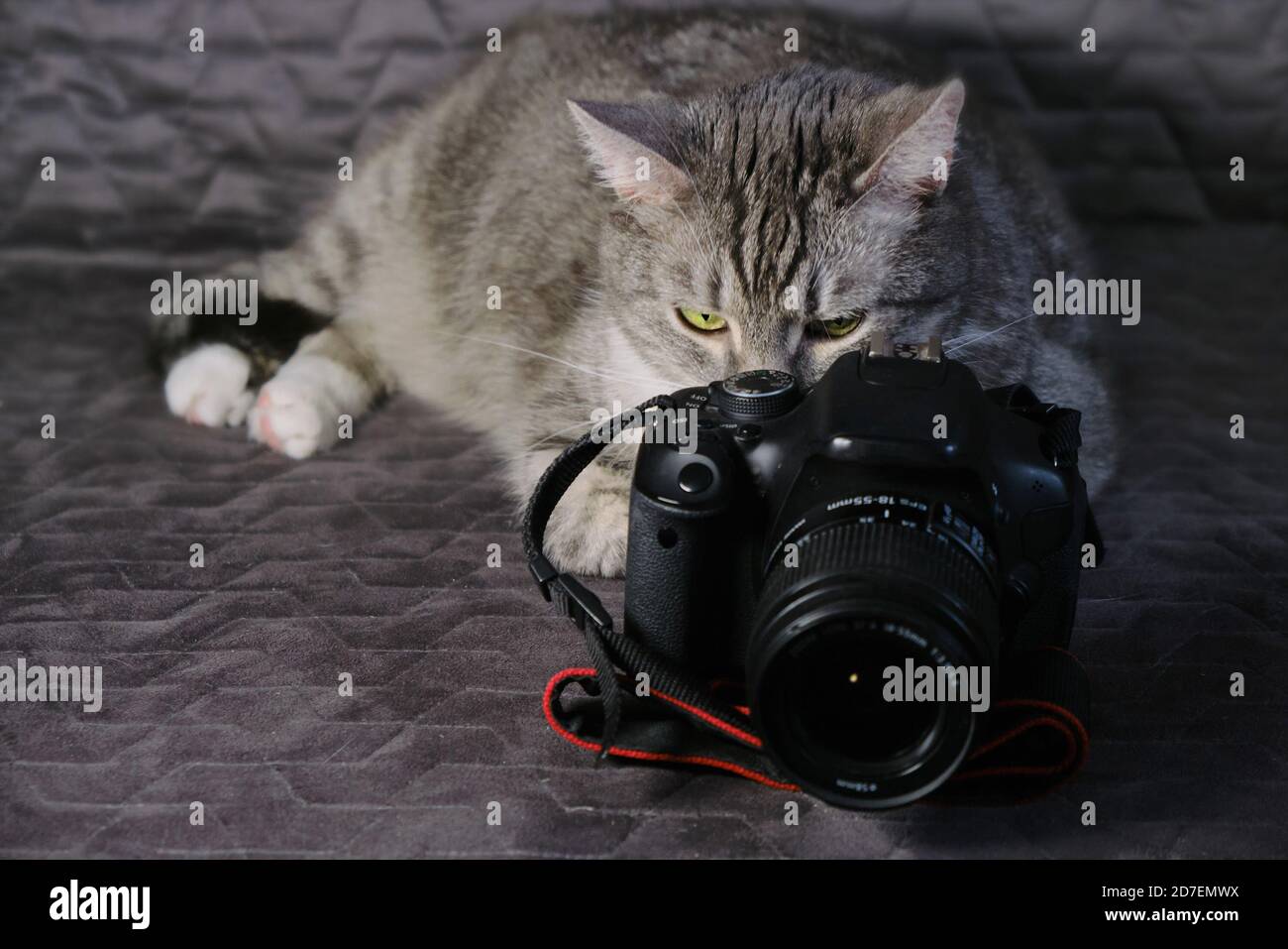 Professional cat model hi-res stock photography and images - Alamy