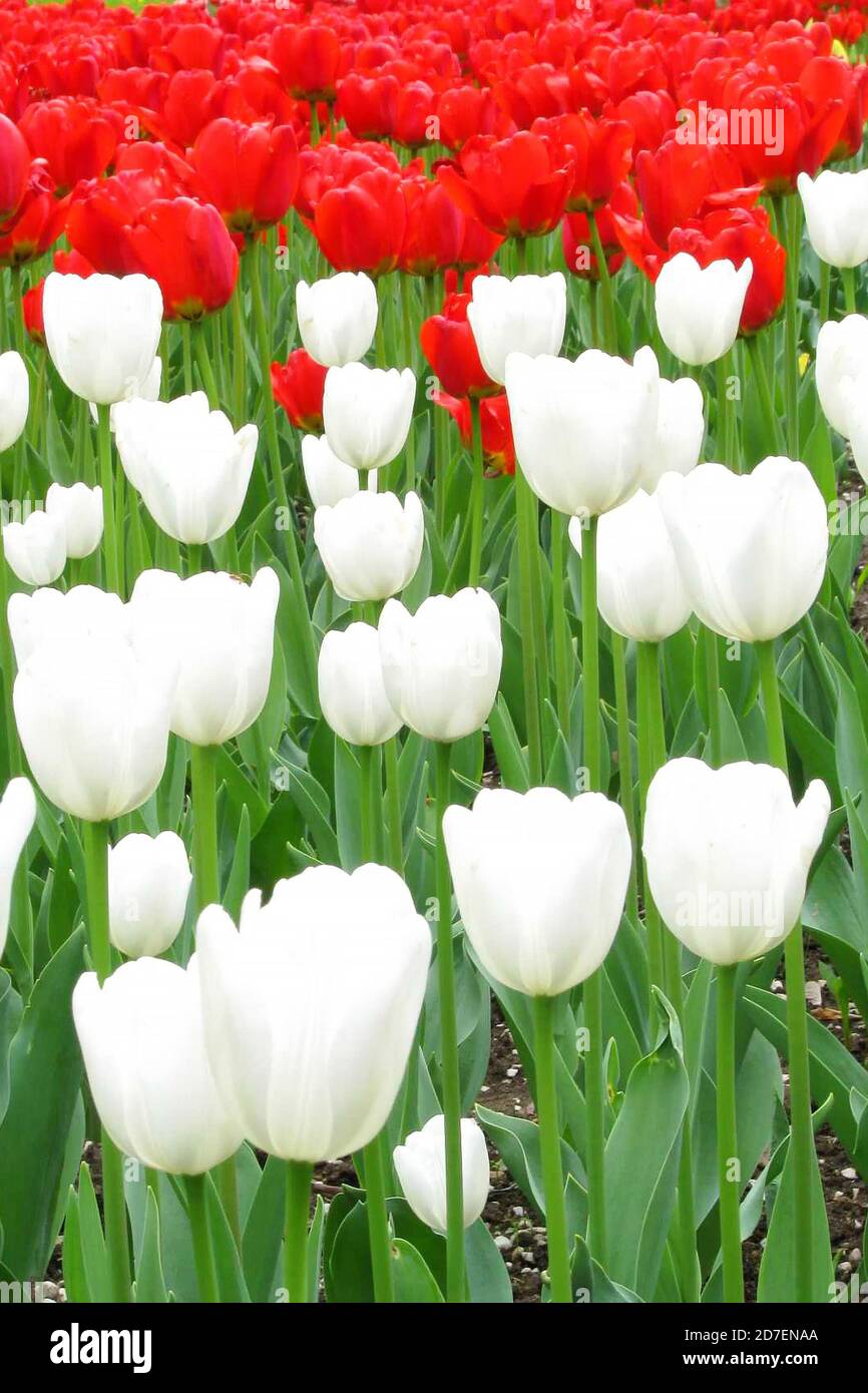 A flower bed of red with white tulips. Blooming flowers in a city park ...