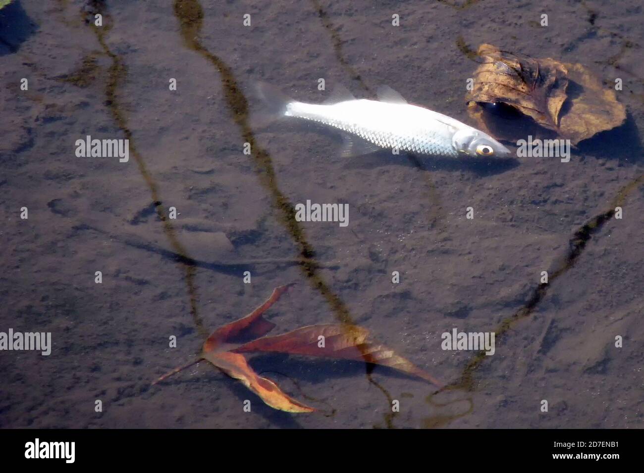 Fish dies in dirty water, washed off enterprises waste. Environmental