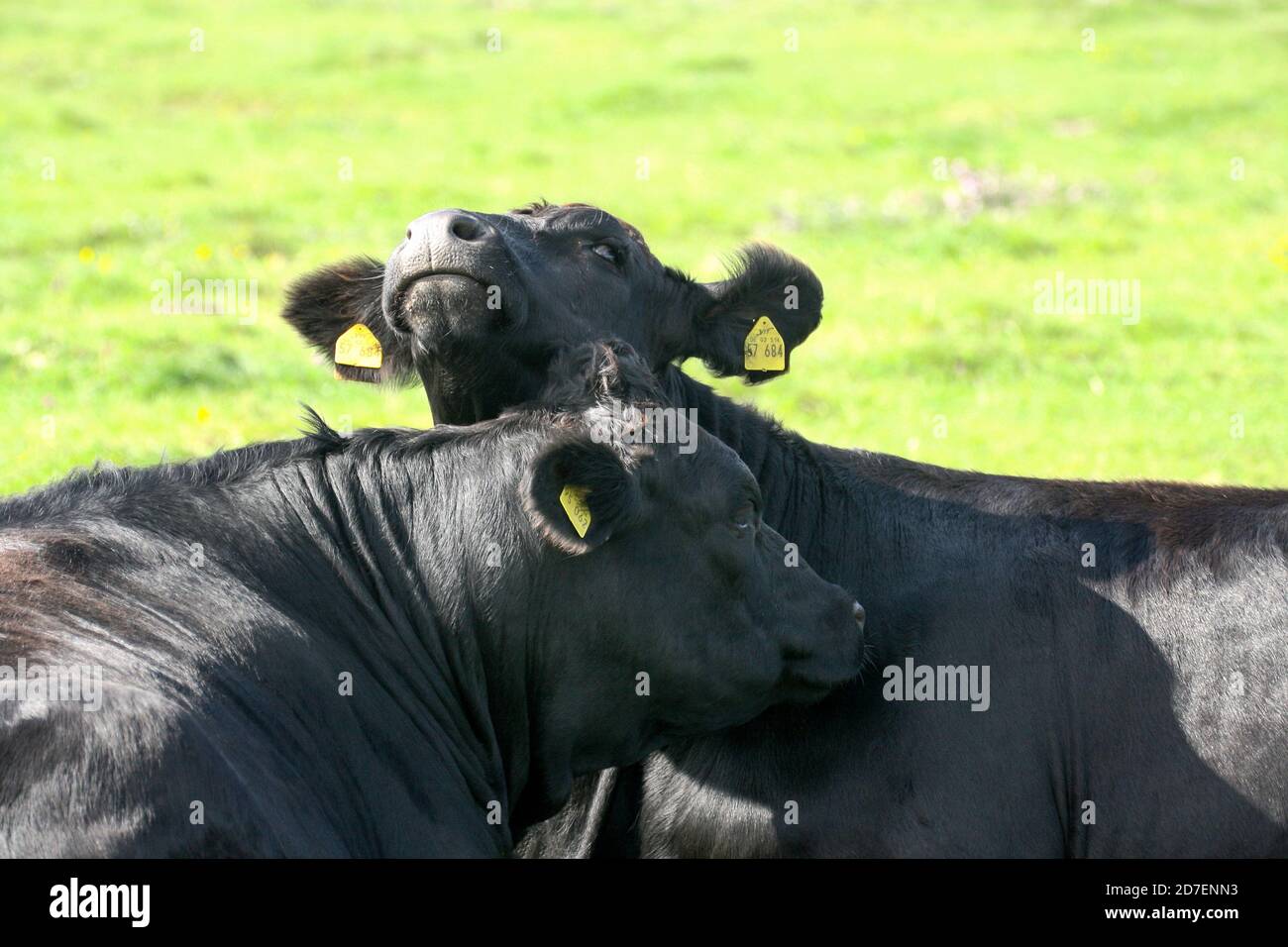 Two cows portrait, one cow looks to the sky. Stock Photo