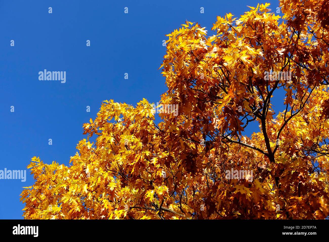 quercus rubra northern red oak