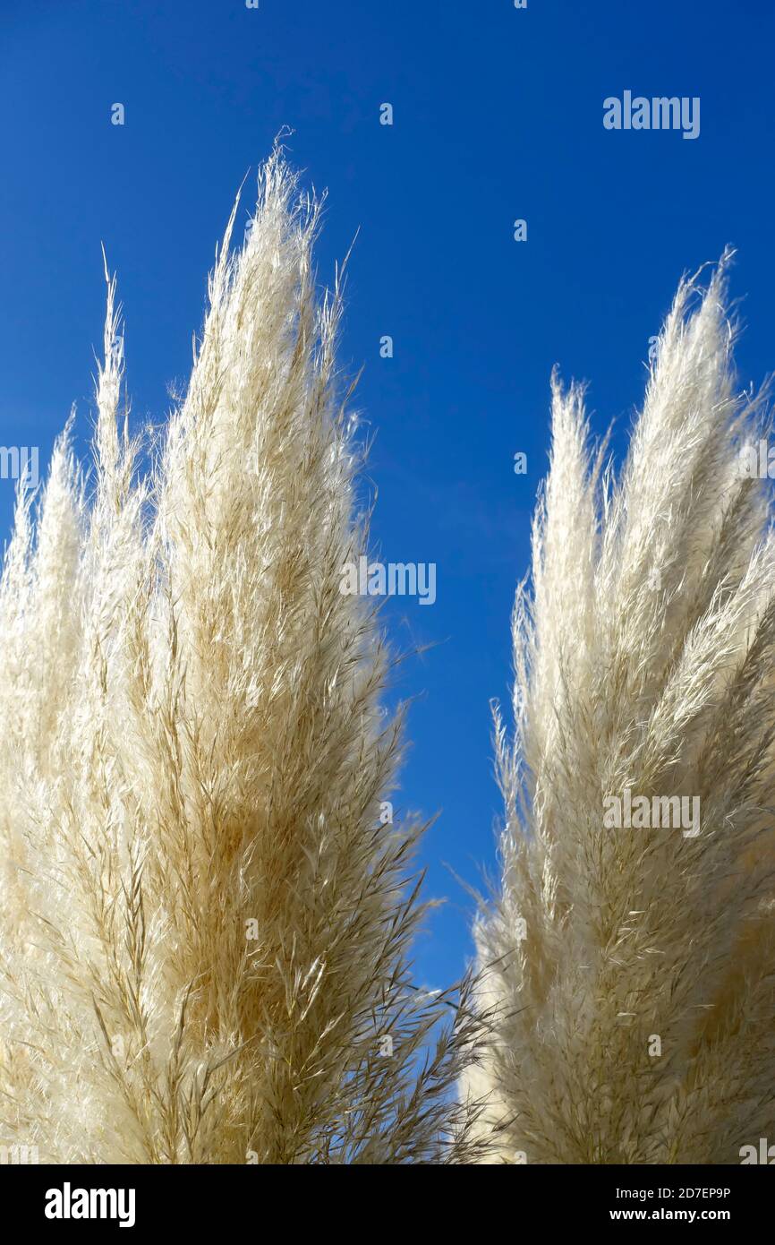 Cortaderia selloana, commonly known as pampas grass Stock Photo