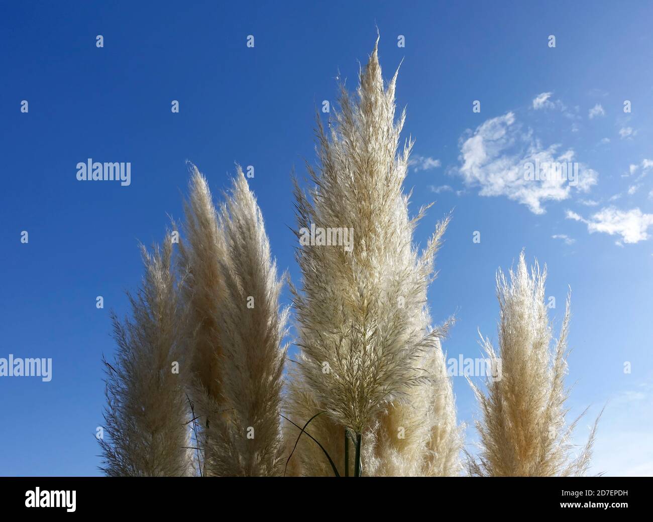 Cortaderia selloana, commonly known as pampas grass Stock Photo