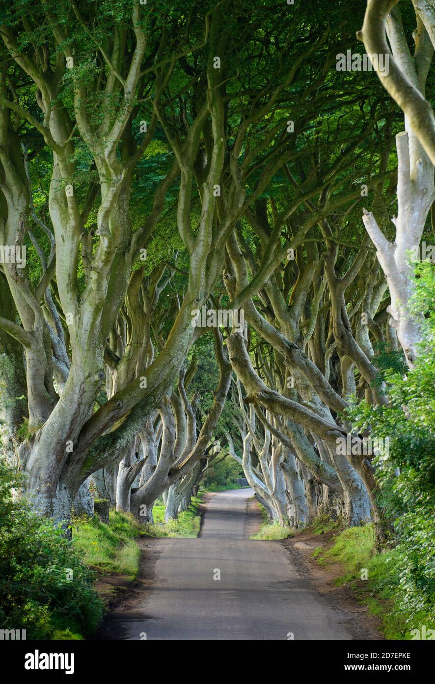 A road leads through the dark hedges, a row of beech trees in Northern Ireland, U.K. Stock Photo