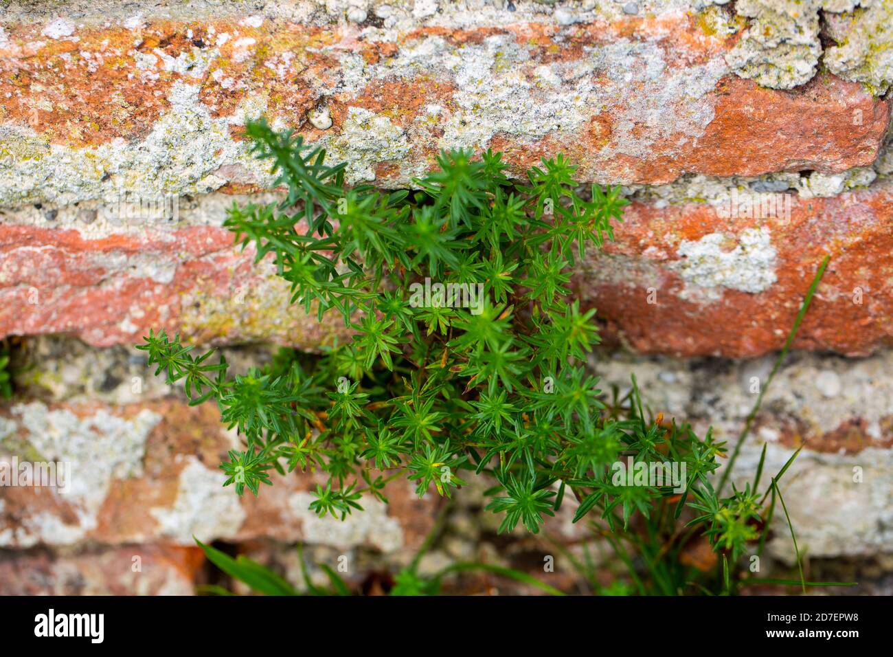 Plant grows through the brick wall, nature prevails Stock Photo