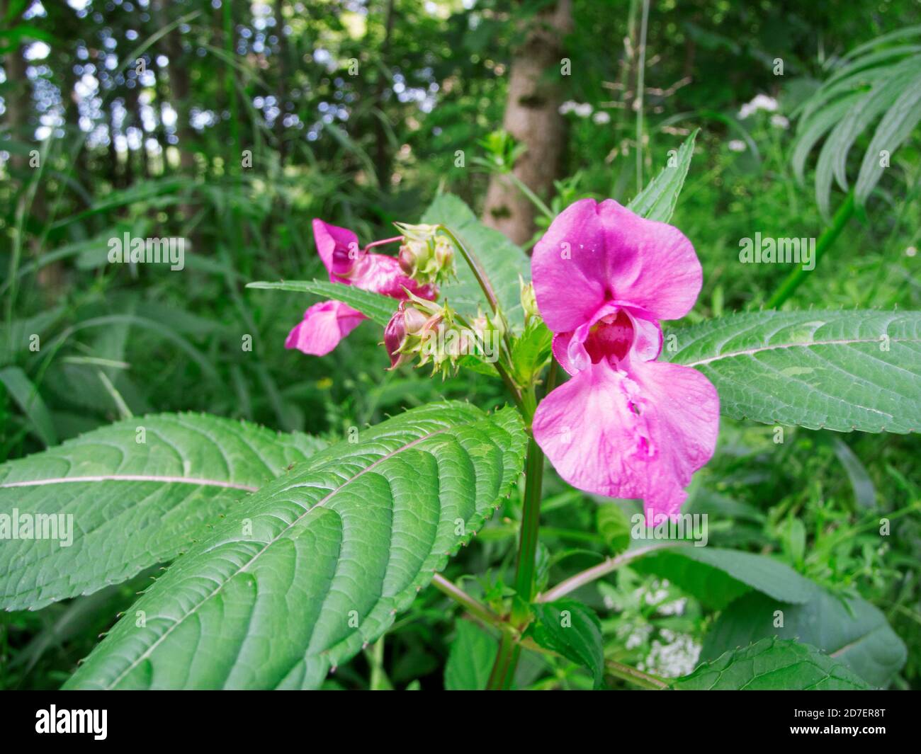 Wide-angle close-up of a fully open flower of the glandular balsam (lat: Impatiens glandulifera) also called Indian balsam, in the foreground and the Stock Photo