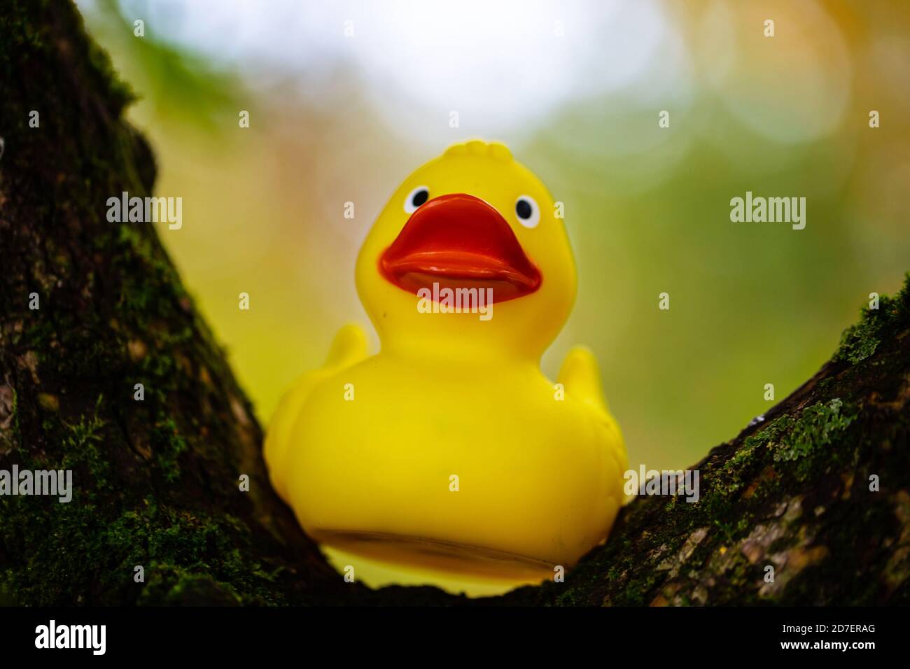 Rubber duck on tree, autumn background Stock Photo