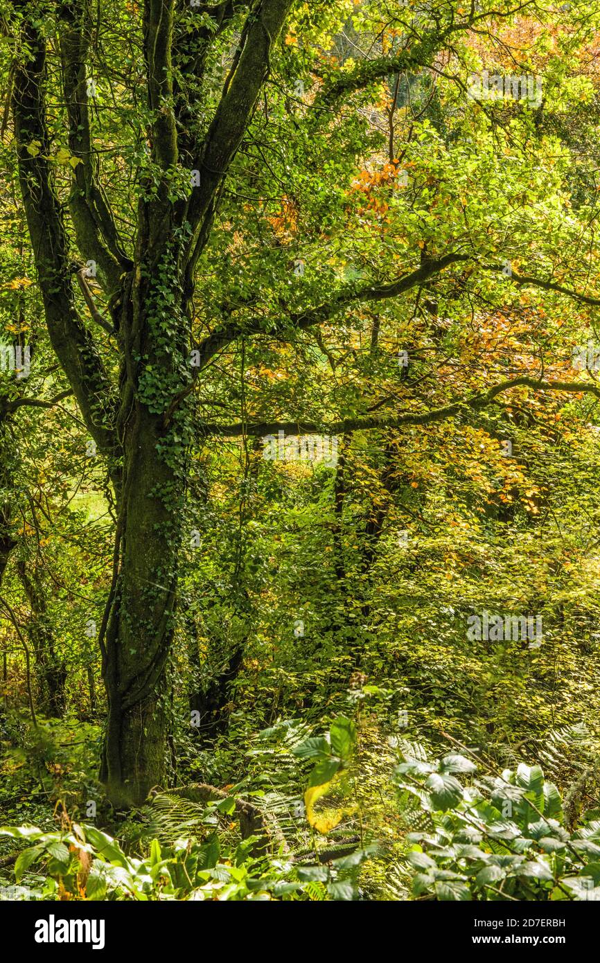 An autumn woodland with clear signs of autumnal leaves on the trees as they turn golden and then yellow Stock Photo