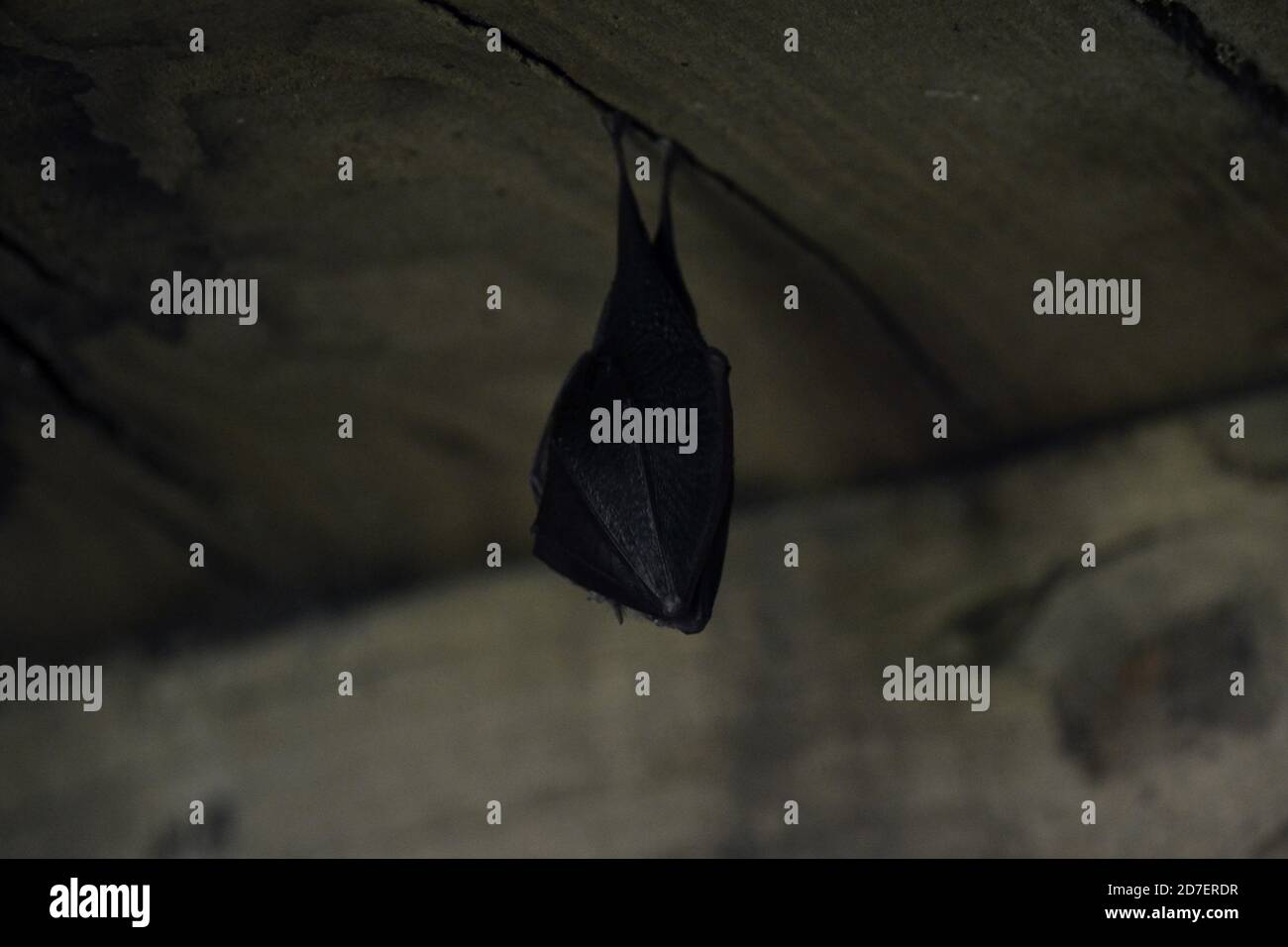 Sleeping bat hangs from ceiling in barn Stock Photo