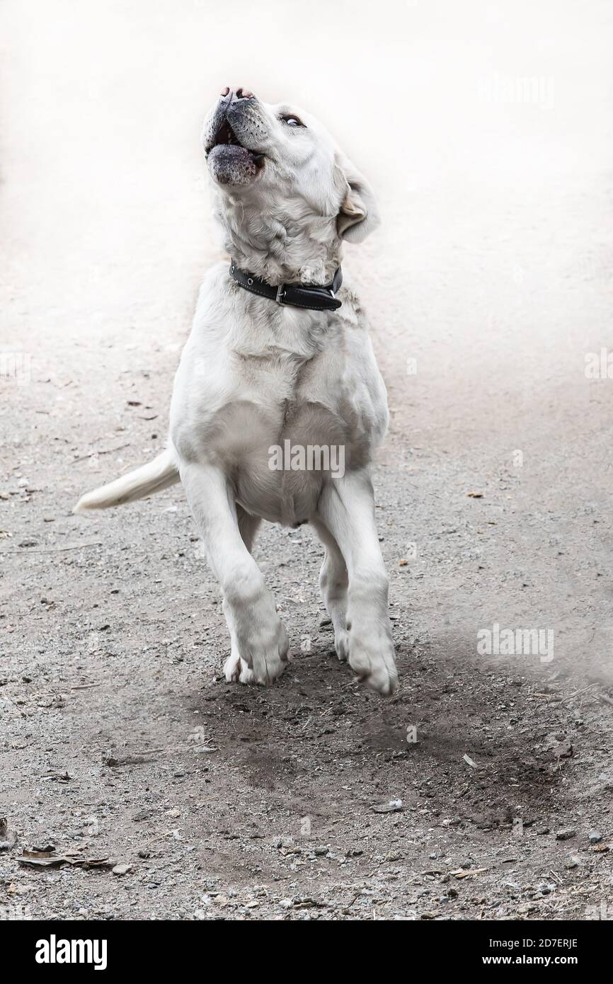 Dog Labrador white in the jump. Close up Stock Photo