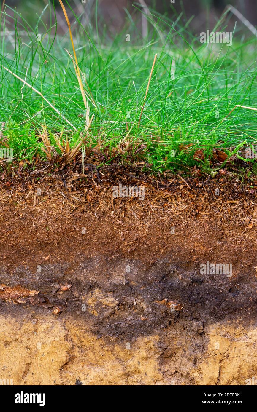 Organic layer and topsoil of a Vertisol in a spruce forest Stock Photo