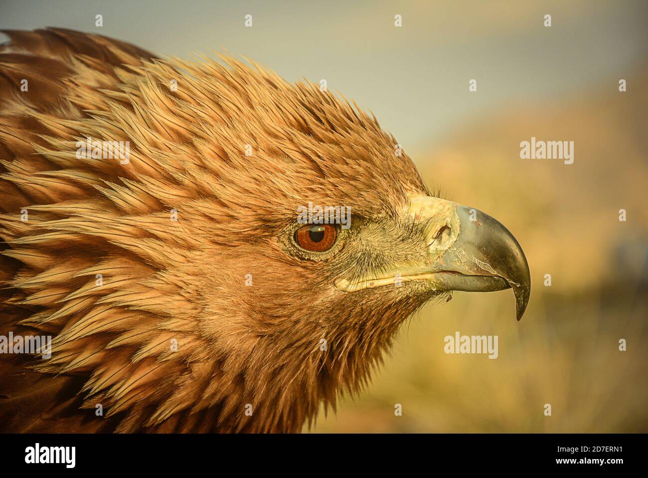 Golden Eagles Face Face High Resolution Stock Photography And Images Alamy